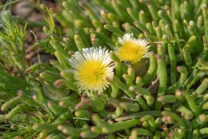 Mesembryanthemum resurgens