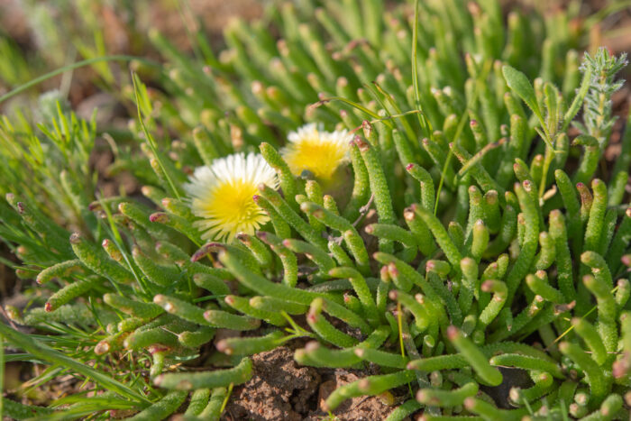 Mesembryanthemum resurgens