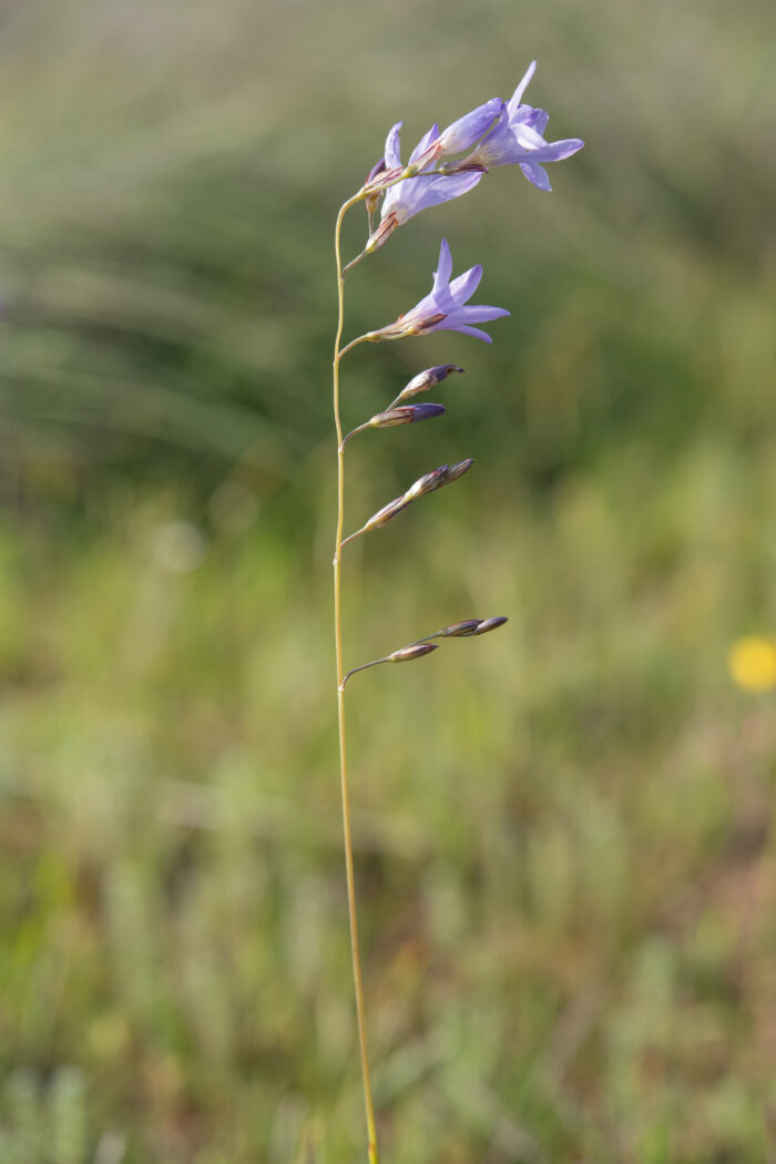 Blue Corn-Lily (Ixia rapunculoides)