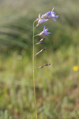 Blue Corn-Lily (Ixia rapunculoides)