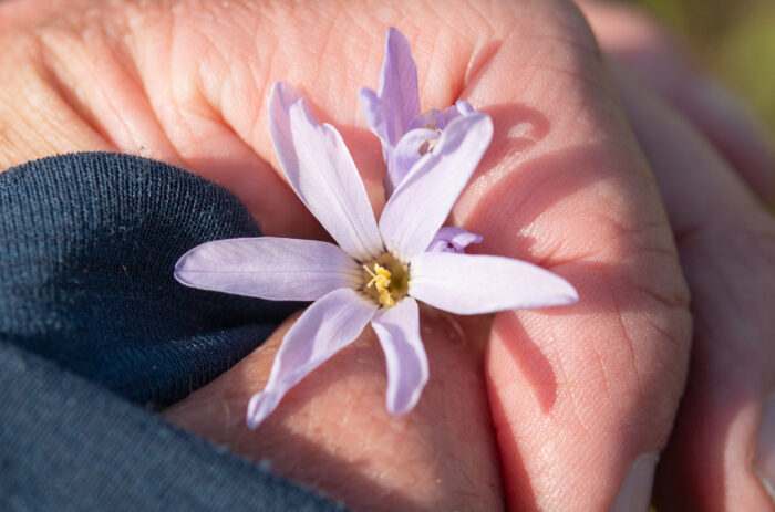 Blue Corn-Lily (Ixia rapunculoides)