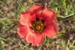 Satin Froetang (Romulea sabulosa)