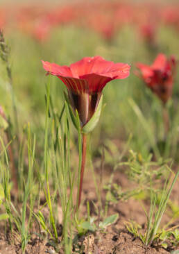 Satin Froetang (Romulea sabulosa)