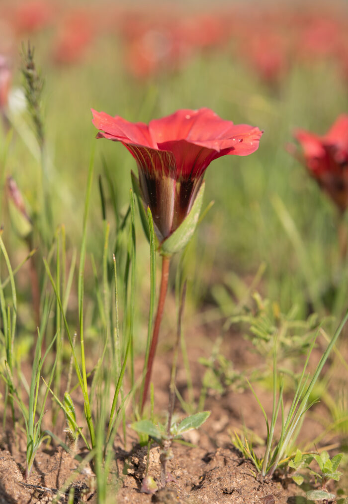 Satin Froetang (Romulea sabulosa)