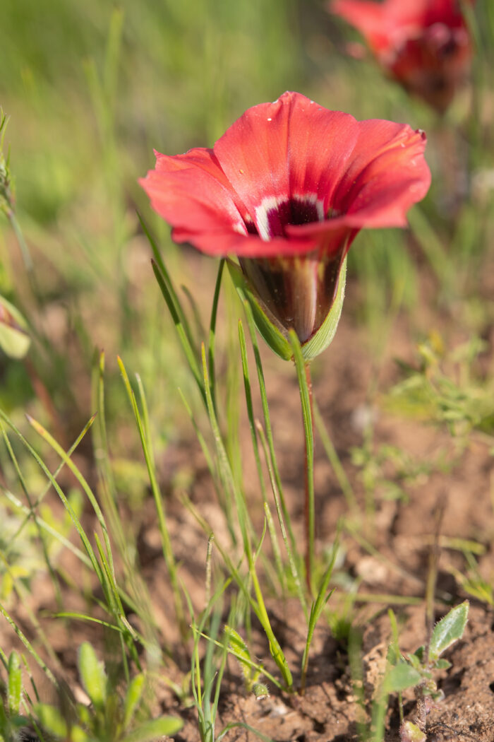 Satin Froetang (Romulea sabulosa)