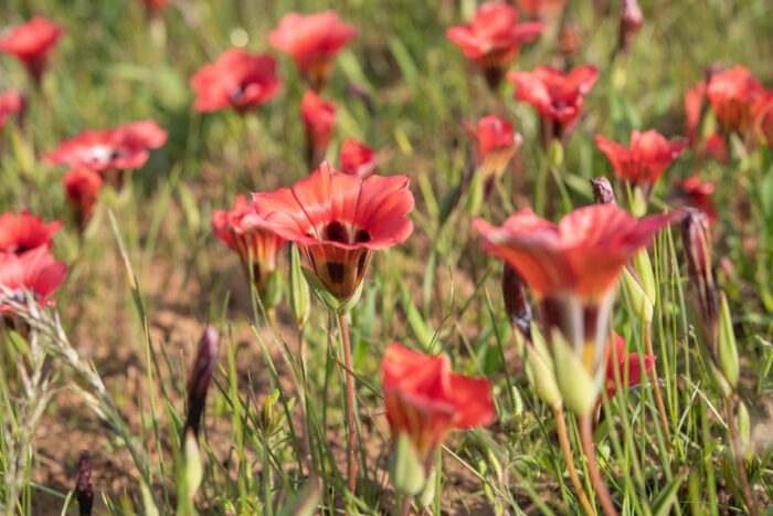 Satin Froetang (Romulea sabulosa)