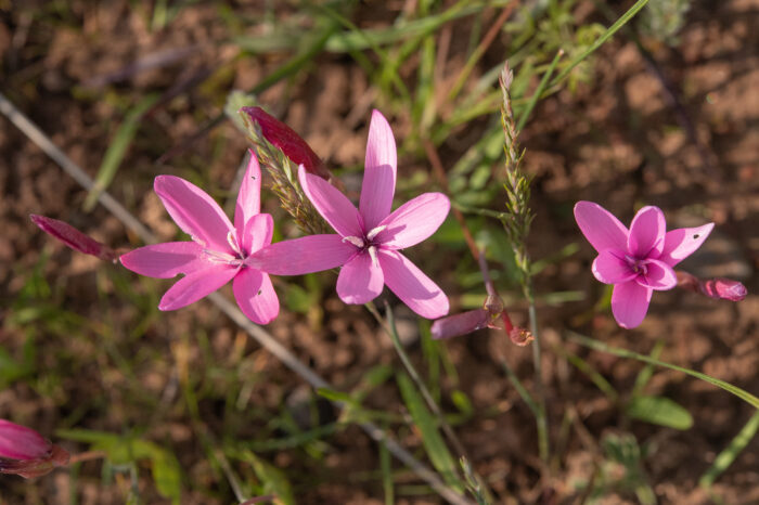 Pink Eveninglily (Hesperantha pauciflora)