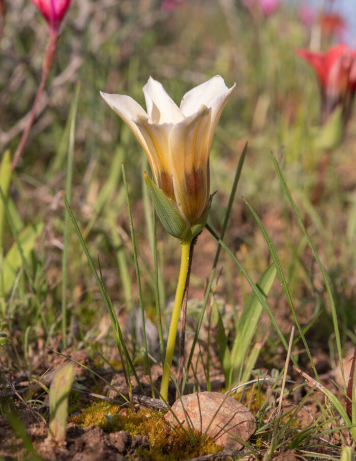 Satin Froetang (Romulea sabulosa)