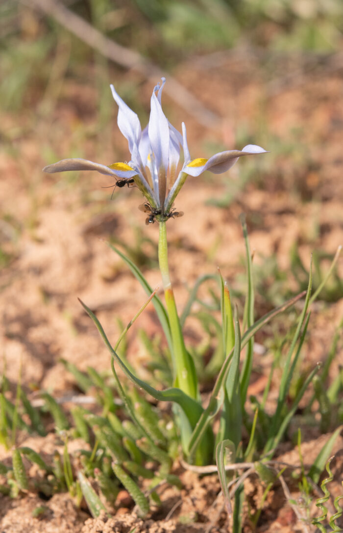 Fringe Tulp (Moraea ciliata)