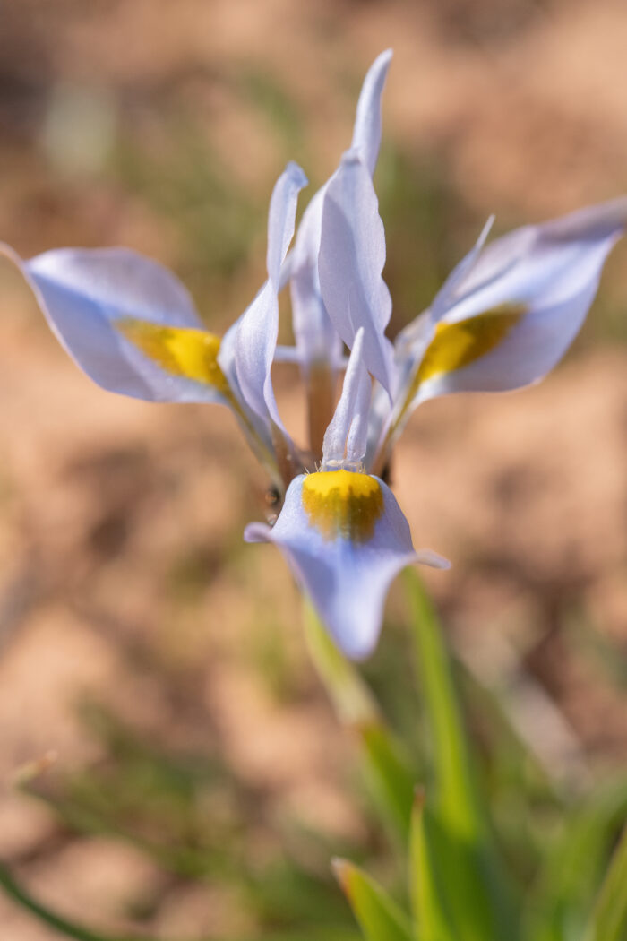 Fringe Tulp (Moraea ciliata)