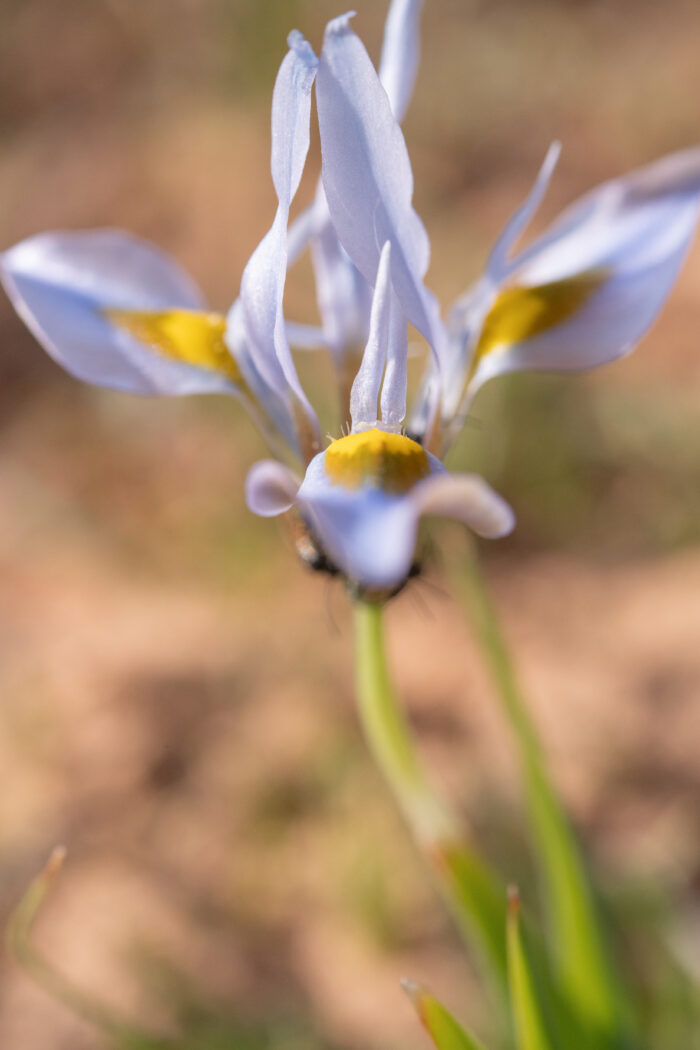 Fringe Tulp (Moraea ciliata)