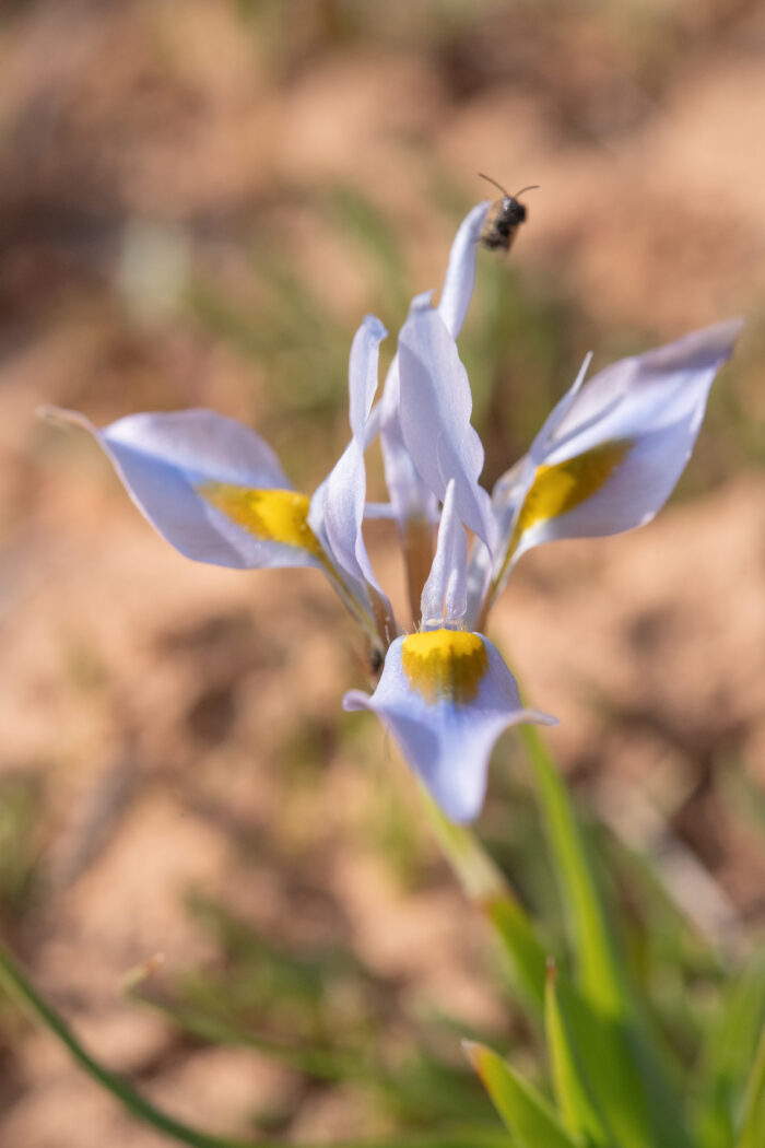 Fringe Tulp (Moraea ciliata)