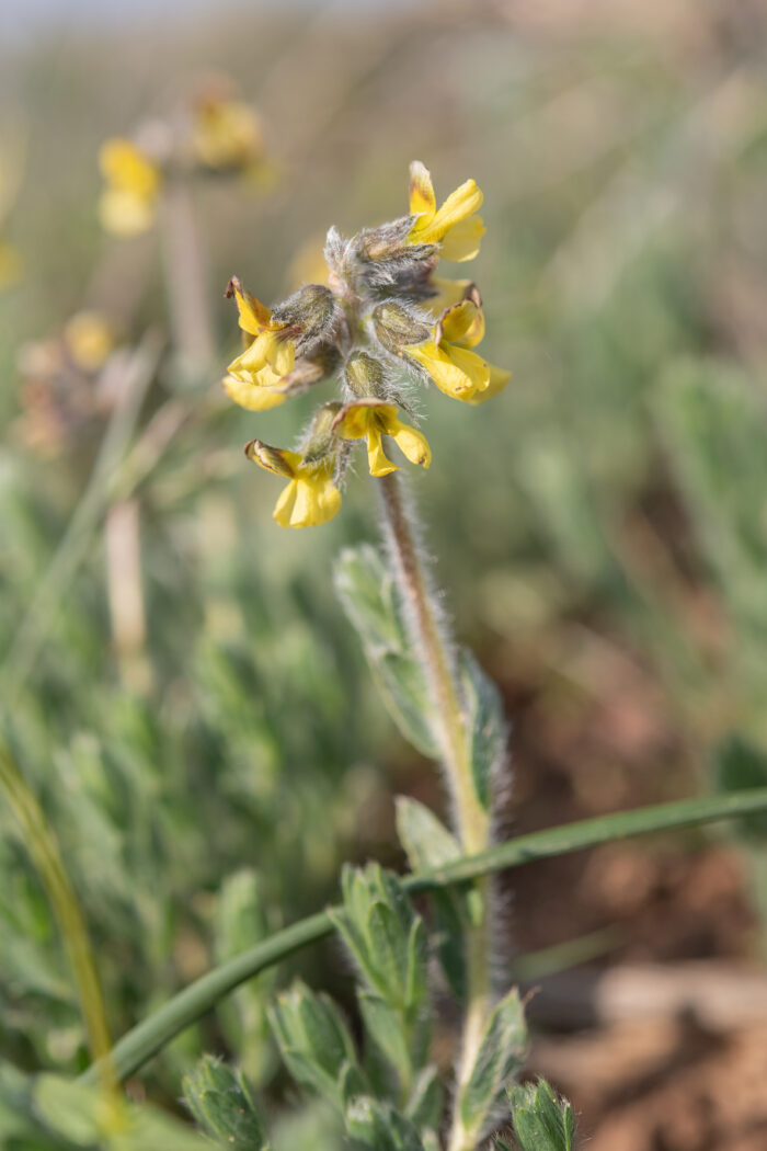 Snakepea (Euchlora hirsuta)