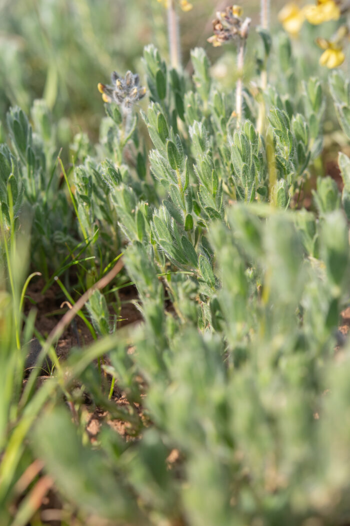 Snakepea (Euchlora hirsuta)