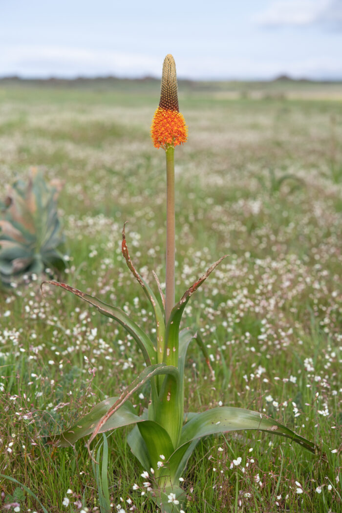 Red Catstail (Bulbinella latifolia doleritica)