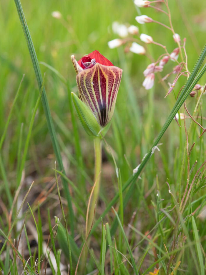 Karoo Froetang (Romulea monadelpha)