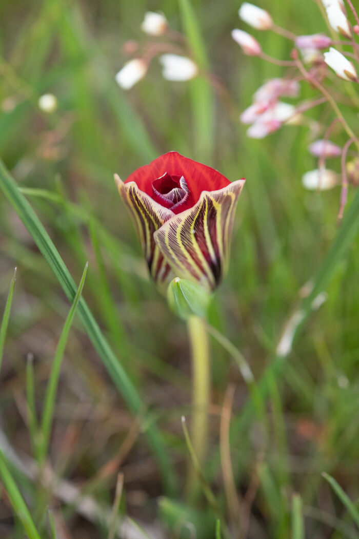 Karoo Froetang (Romulea monadelpha)