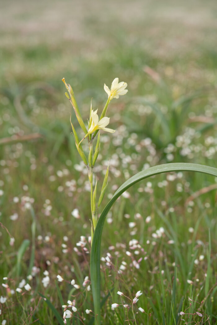 Fragrant Capetulip (Moraea fragrans)