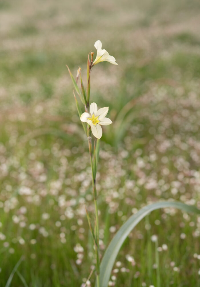 Fragrant Capetulip (Moraea fragrans)