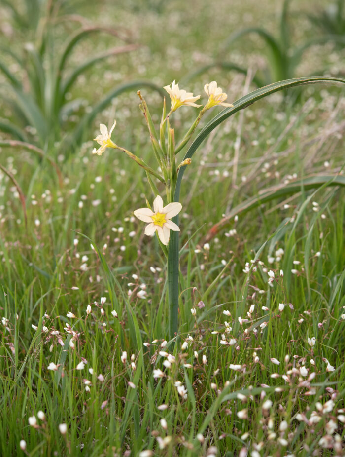 Fragrant Capetulip (Moraea fragrans)