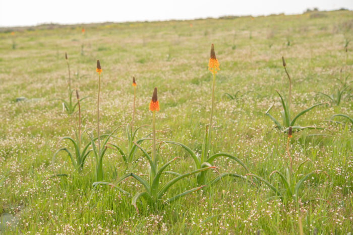 Red Catstail (Bulbinella latifolia doleritica)