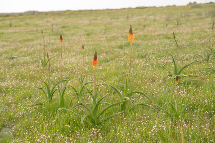 Red Catstail (Bulbinella latifolia doleritica)