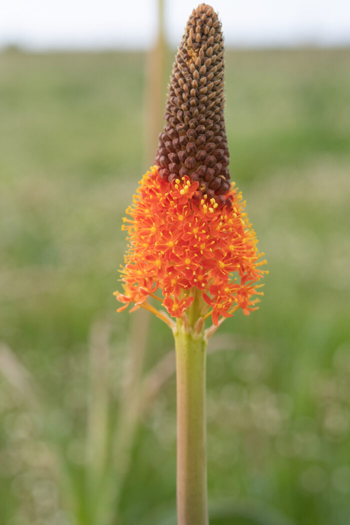 Red Catstail (Bulbinella latifolia doleritica)