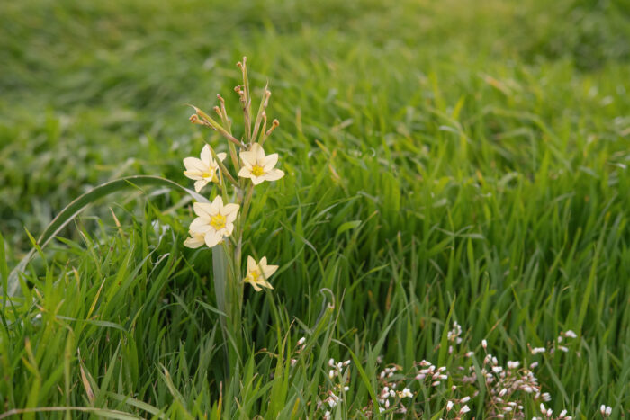 Fragrant Capetulip (Moraea fragrans)