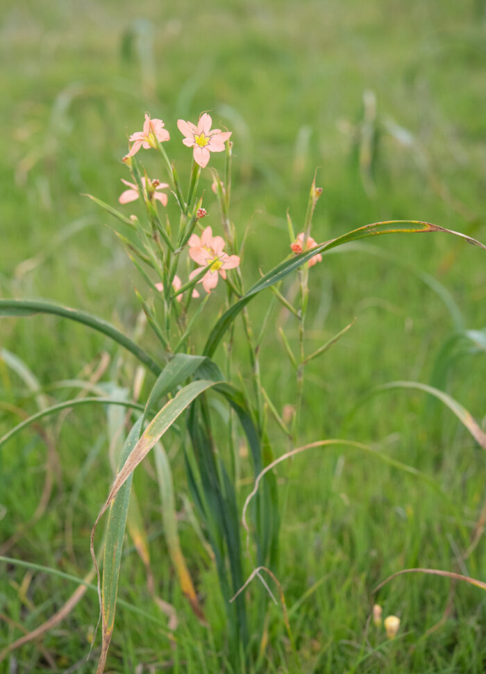 Pink Cape Tulip (Moraea bifida)