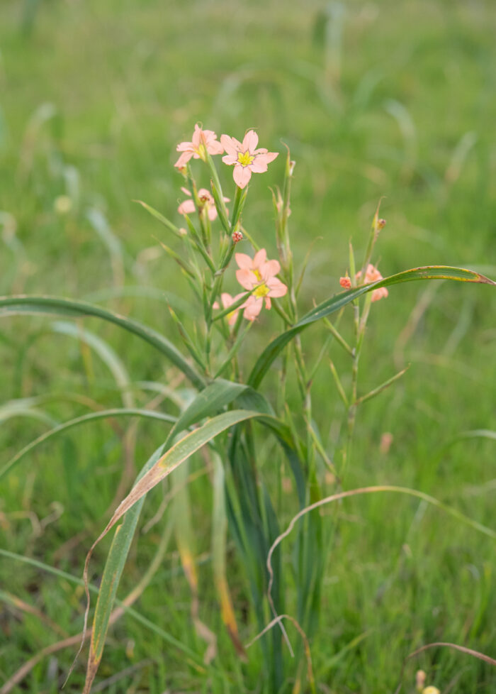 Pink Cape Tulip (Moraea bifida)