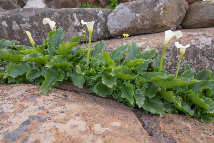 Scented Arum Lily (Zantedeschia odorata)