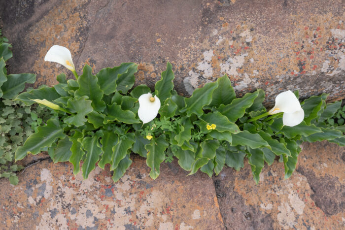 Scented Arum Lily (Zantedeschia odorata)