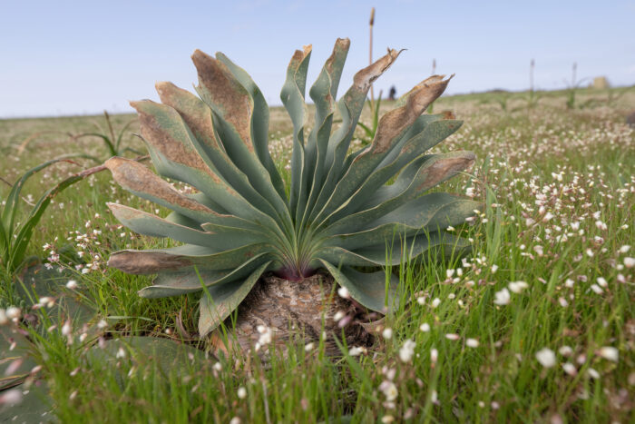 Brush Oxbane (Boophone haemanthoides)