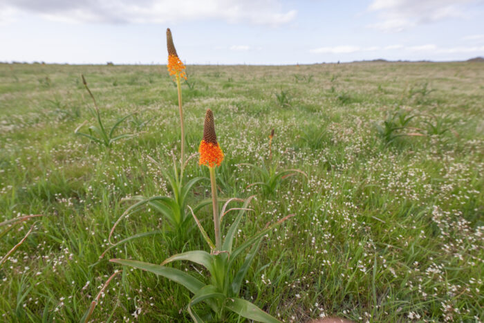 Red Catstail (Bulbinella latifolia doleritica)