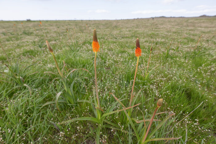 Red Catstail (Bulbinella latifolia doleritica)