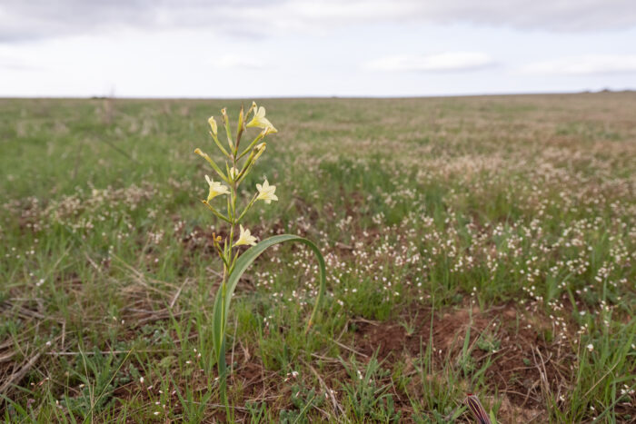 Fragrant Capetulip (Moraea fragrans)