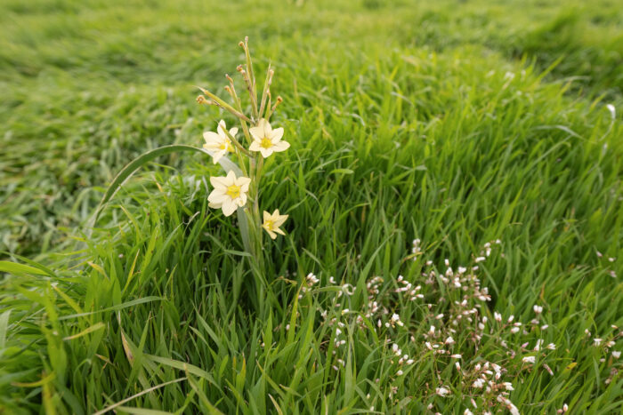 Fragrant Capetulip (Moraea fragrans)