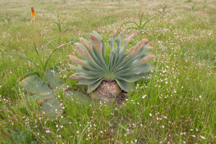 Brush Oxbane (Boophone haemanthoides)