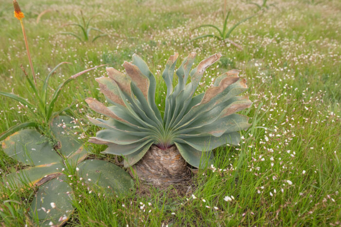 Brush Oxbane (Boophone haemanthoides)