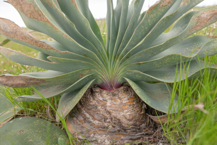 Brush Oxbane (Boophone haemanthoides)