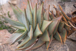 Mitre Aloe (Aloe perfoliata)