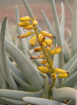 Quiver Tree (Aloidendron dichotomum)