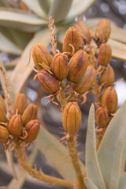 Quiver Tree (Aloidendron dichotomum)