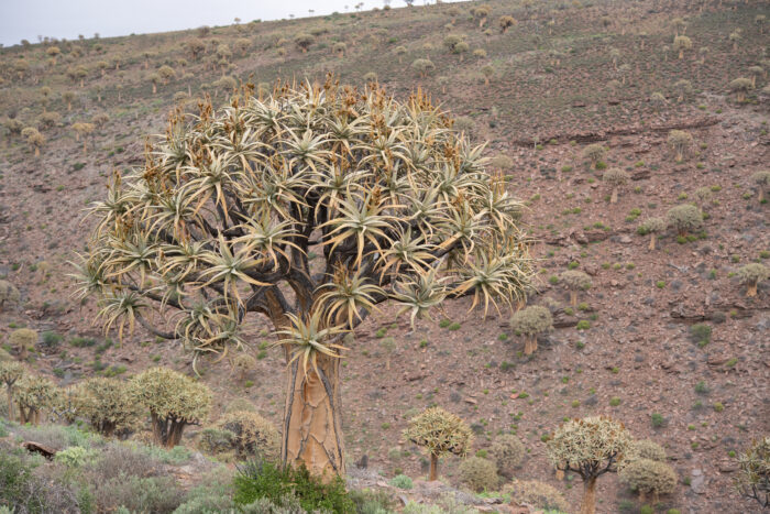 Quiver Tree (Aloidendron dichotomum)