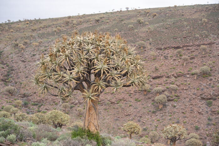 Quiver Tree (Aloidendron dichotomum)