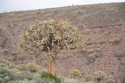 Quiver Tree (Aloidendron dichotomum)