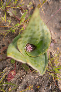 Cape plant (Lachenalia)