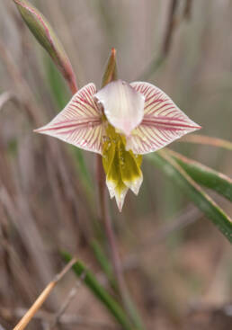 Painted Kalkoentjie (Gladiolus watermeyeri)