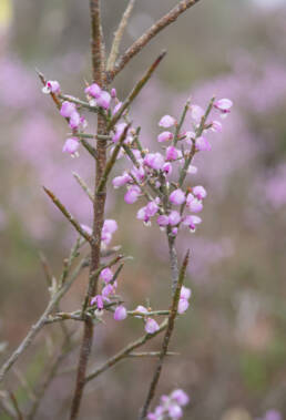 Tortoise Berry (Muraltia spinosa)