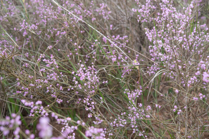 Tortoise Berry (Muraltia spinosa)